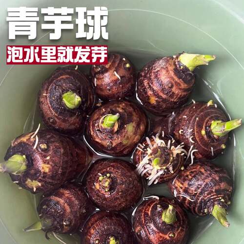 水培芋头球植物室内盆栽