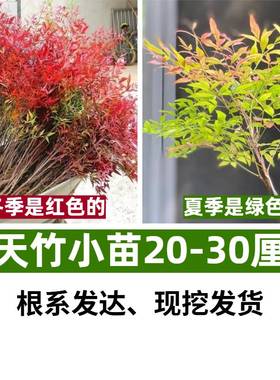 火焰南天竹盆栽客厅水培绿植物真树苗室内外庭院耐寒老桩竹子花卉