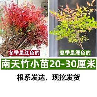 火焰南天竹盆栽客厅水培绿植物真树苗室内外庭院耐寒老桩竹子花卉