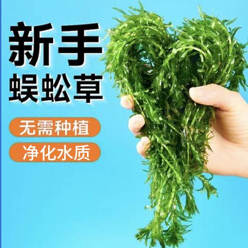 蜈蚣草绿菊花真草鱼缸造景懒人