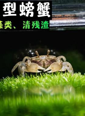 迷你辣椒蟹活体微景观淡水礼物观赏蟹可深水除藻清洁工易活小爬宠