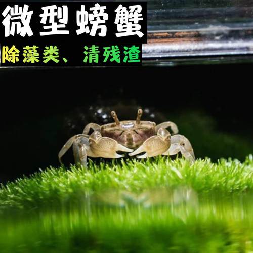 辣椒蟹迷你孔雀鱼虾斑马鱼混养吃