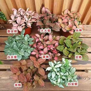 单株网纹草苔藓微景观DIY盆栽水陆缸造盆景室内迷你绿植小型花卉