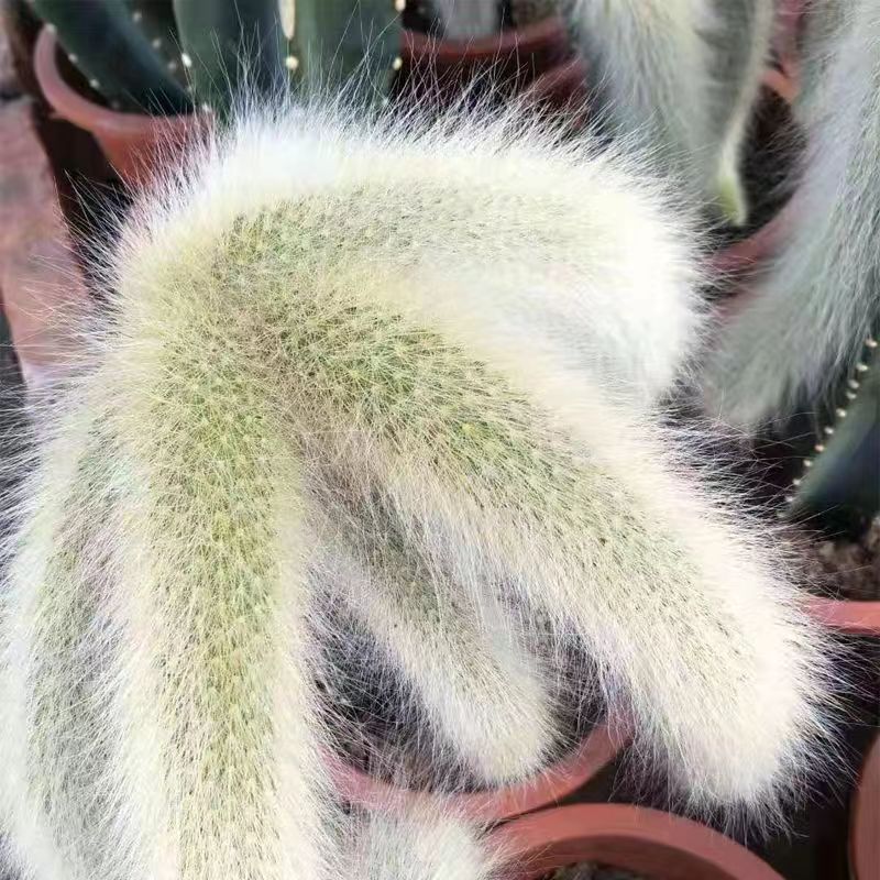 长毛九尾狐软毛开花仙人柱猴尾稀有贵货仙人掌科植物多肉盆栽绿植