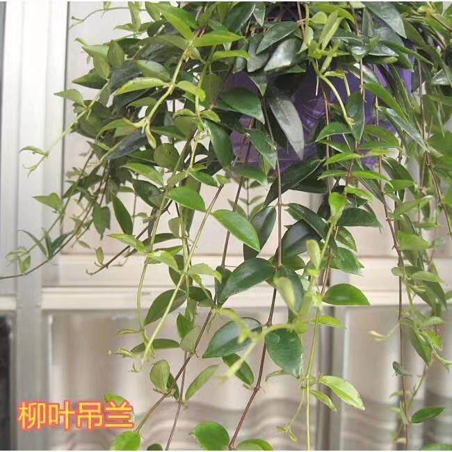 开花柳叶吊兰室内盆栽千叶垂吊绿叶植物新房装修净化空气吸甲醛好