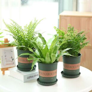 蕨类植物铁线蕨波士顿蕨驱蚊室内盆栽四季常青植物净化空气好养易