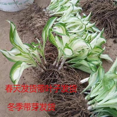 玉簪花苗庭院绿化苗盆栽花卉绿植花叶玉簪青叶金边植物当年开花