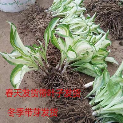 玉簪花苗庭院绿化苗盆栽花卉绿植花叶玉簪青叶金边植物当年开花