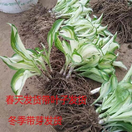 玉簪花苗庭院绿化苗盆栽花卉绿植花叶玉簪青叶金边植物当年开花