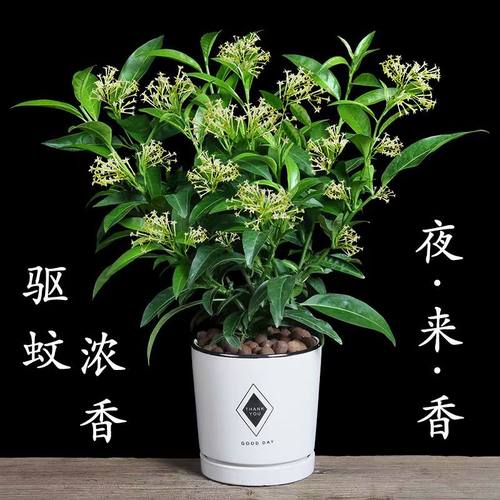 夜来香树苗独杆盆栽浓香型大棵庭院四季常青开花植物好养懒人花卉