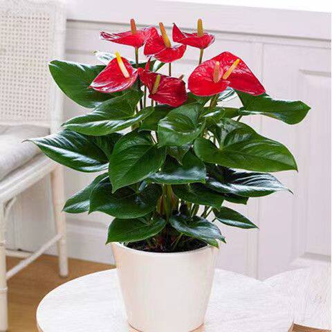 【带花发货】红掌粉掌白掌花室内水培土培盆栽四季开花卉植物绿植