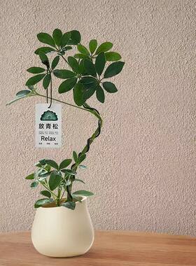 八方来财植物办公室桌面招财小盆
