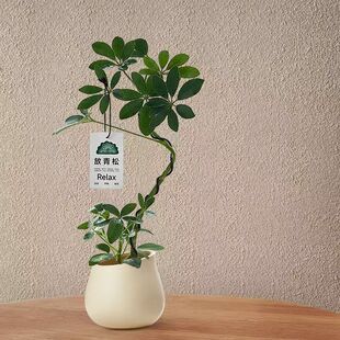 造型鸭脚木盆栽八方来财植物办公室桌面招财小盆景四季常青有氧好