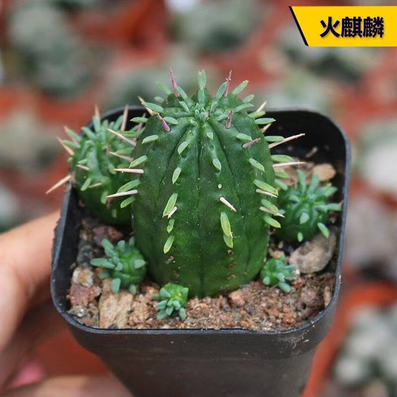 火麒麟仙人球  稀有品种 群生大戟科红彩阁多肉植物小盆栽好养绿