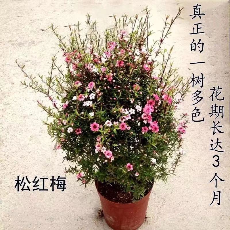 澳洲松红梅一树多色耐寒绿植花卉盆栽阳台客厅庭院带原盆包邮红色图片