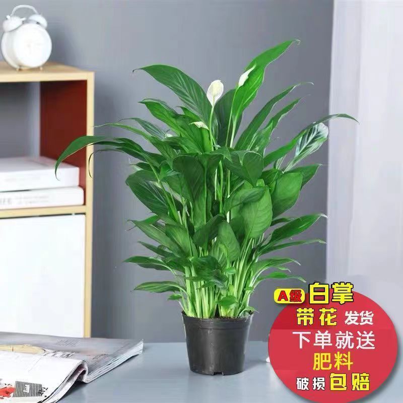 白掌盆栽一帆风顺美酒白鹤芋花卉室内客厅办公室净化空气防辐射绿