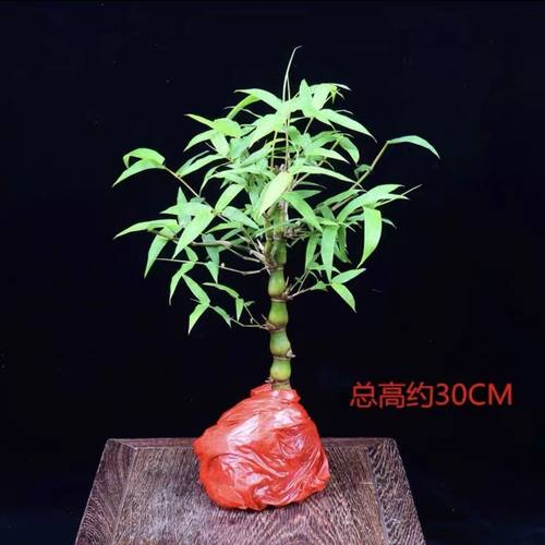 佛肚竹盆栽罗汉竹葫芦竹庭院室内阳台竹子四季常青绿植净化空气美