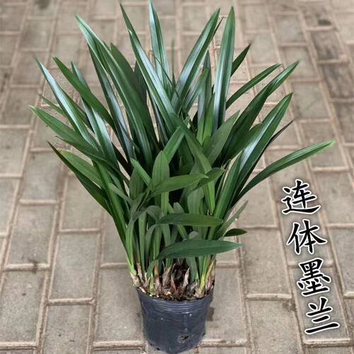 浓香型花卉墨兰兰花四季常青