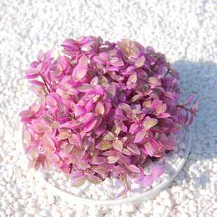 胭脂云多肉单头植物组合盆栽绿植花创意卉办公萌肉肉植物新奇好养