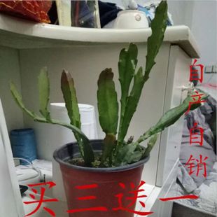 令箭荷花昙花室内绿植盆栽扦插苗叶片带跟室内阳台仙人掌好养易活