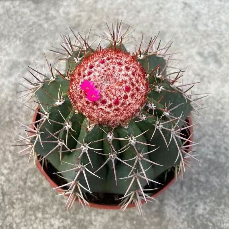 精品仙人球【锦云】脱土发货实生云属经典品种生命力超强植物好养