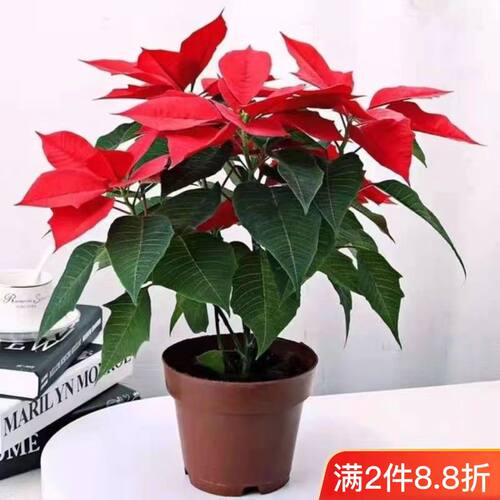 喜庆花卉一品红盆栽四季开花室内客厅净化空气阳台花卉圣诞花