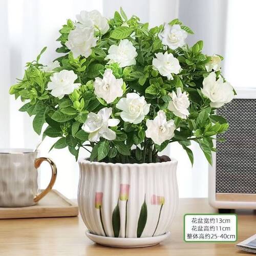 浓香栀子花盆栽室内好养