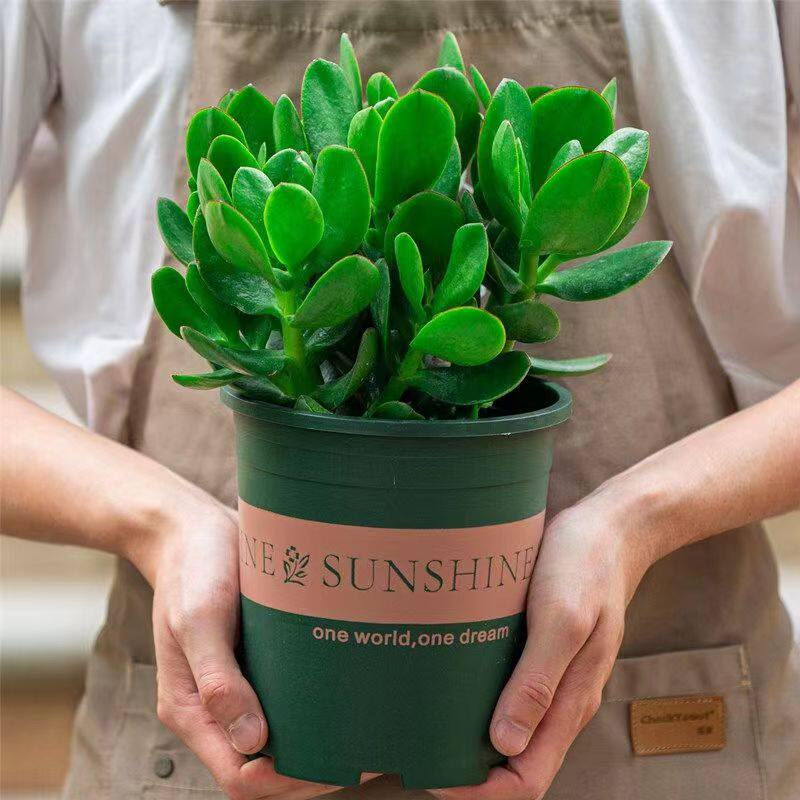 室内防辐射净化空气绿植花卉四季玉树盆栽玻璃翠燕子掌大多肉植物