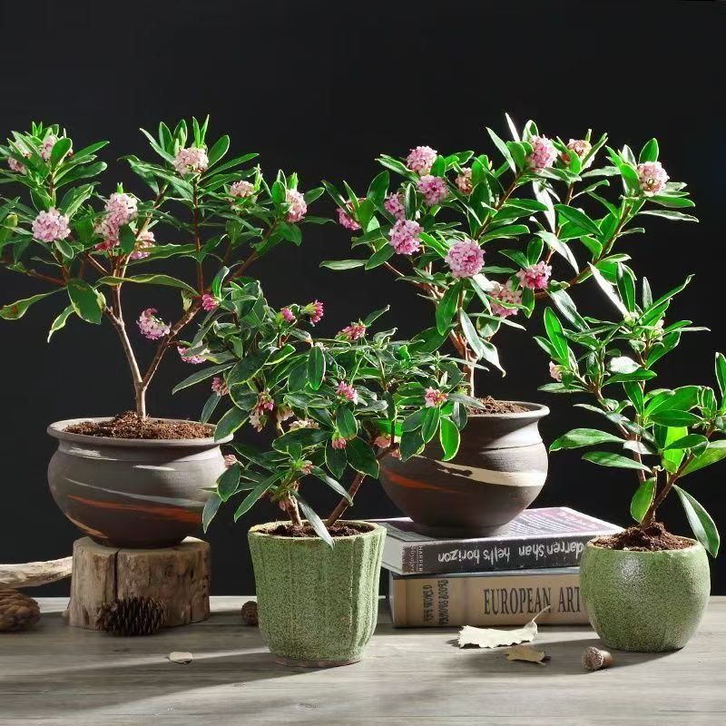 金边瑞香盆栽浓香型老桩绿植年宵花室内阳台耐寒植物好养冬季花卉