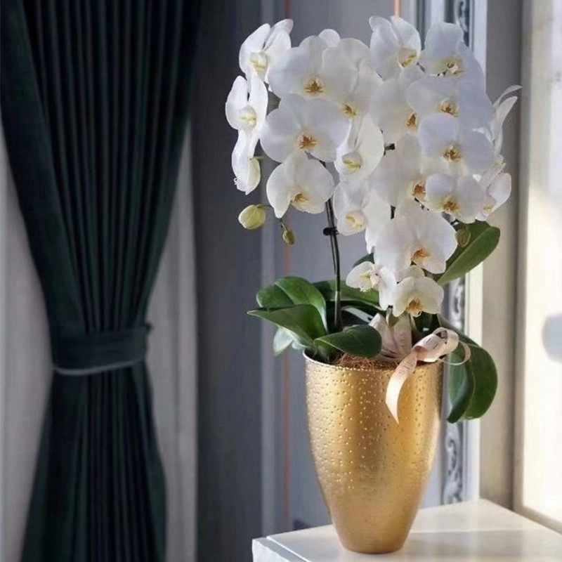 高档蝴蝶兰盆栽蝴蝶兰轻奢礼品办公室前台花卉带花苞顺丰发货,鲜花速递/花卉仿真/绿植园艺,大型绿植/成品组合盆栽,淘宝优惠券,粉丝福利购,淘宝优惠卷