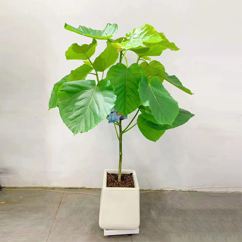绿植喜阳耐晒爱心榕阳台庭院