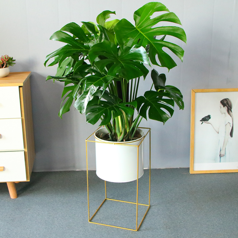 龟背竹盆栽办公室绿植室内绿植大型植物花卉盆栽北欧风绿植去除甲在类目 鲜花速递/花卉仿真/绿植园艺, 花卉/绿植盆栽（新）, 绿植中 - 来自Buy2taobao.com提供专业的淘宝代购服务