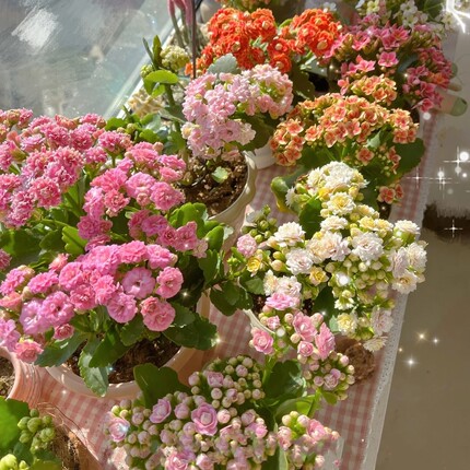 绽放四季长寿花阳台盆栽喜阳耐晒植物办公室客厅花卉北京幼儿园绿