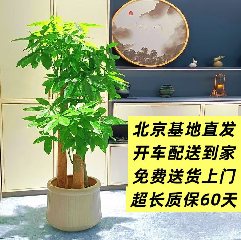 发财树盆栽室内大型金钱树盆栽绿植客厅办公室步步高大棵招财树