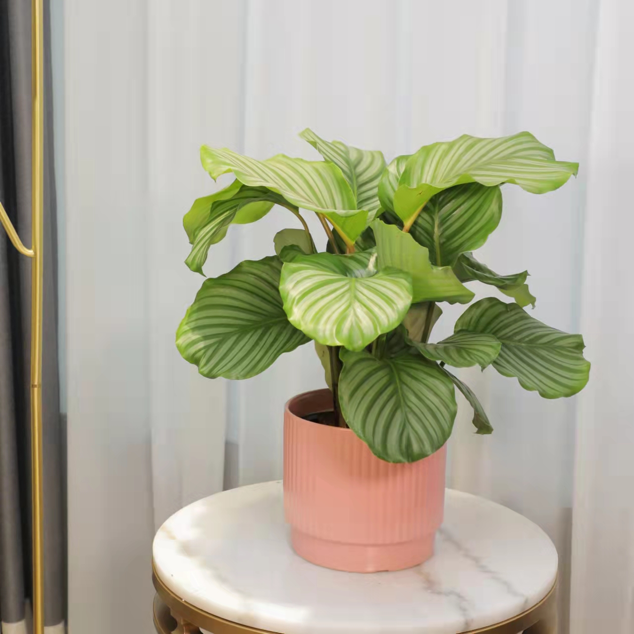 青苹果耐阴好看好养圆叶植物