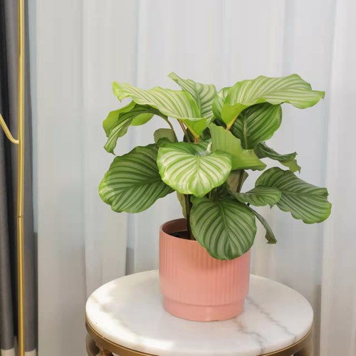 青苹果耐阴好看好养圆叶植物