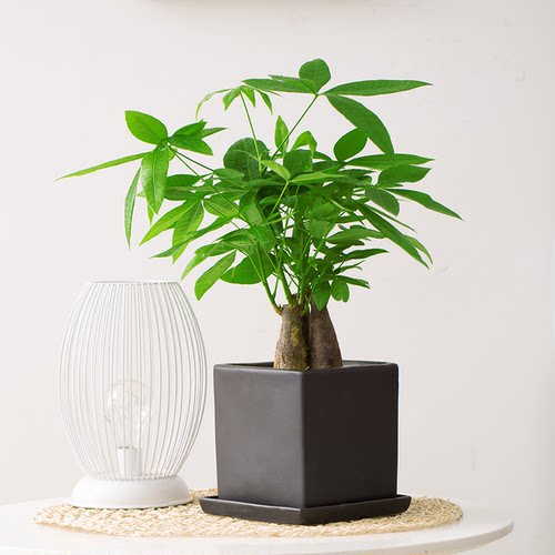 绿植绽放四季办公桌吸甲醛发财树