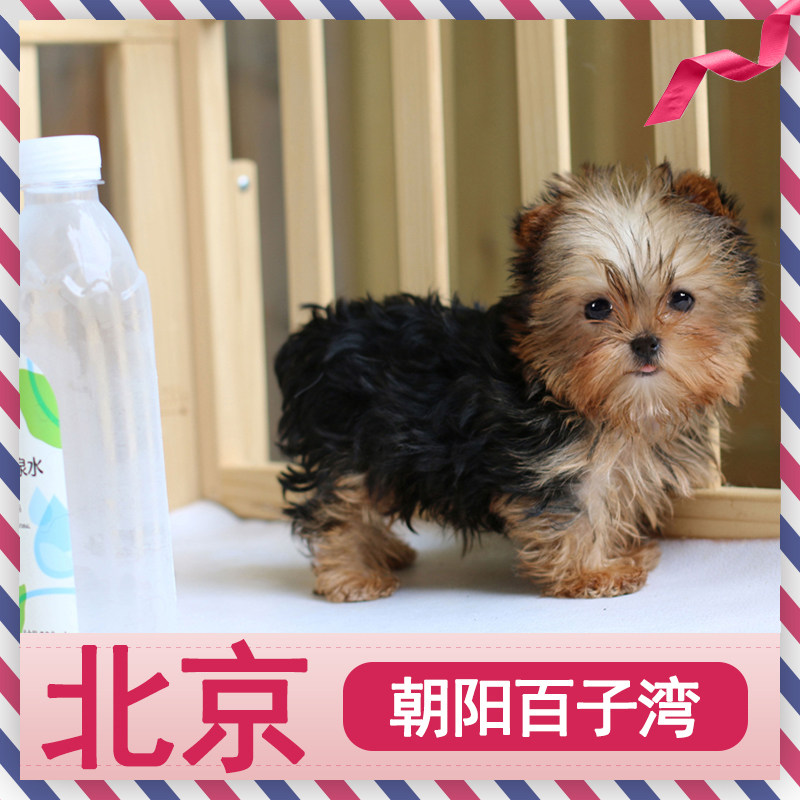 约克夏幼犬狗狗纯种血统赛级狗金头银背雪白银金色小狗幼犬宠物狗