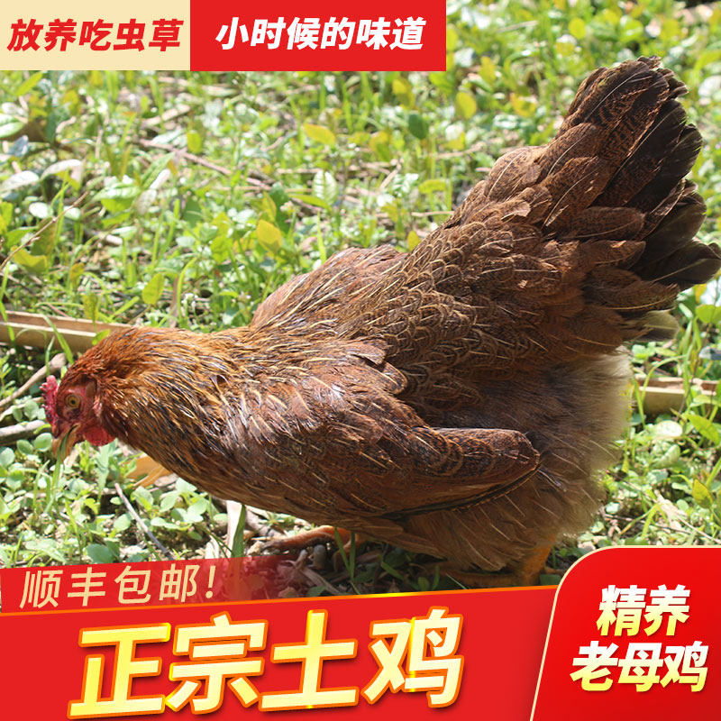 正宗老母鸡走地鸡竹林无激素放养土鸡现杀整鸡煲汤营养土鸡肉包邮,水产肉类/新鲜蔬果/熟食,整鸡/整鸡制品,淘宝优惠券,粉丝福利购,淘宝优惠卷