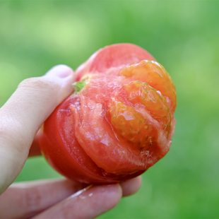 若谷家集 | 普罗旺斯大红番茄沙瓤多汁鲜甜儿时味道生吃自然熟