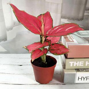 如意皇后花盆栽吉利红万年红火植物室内绿植花卉彩色四季观叶盆景