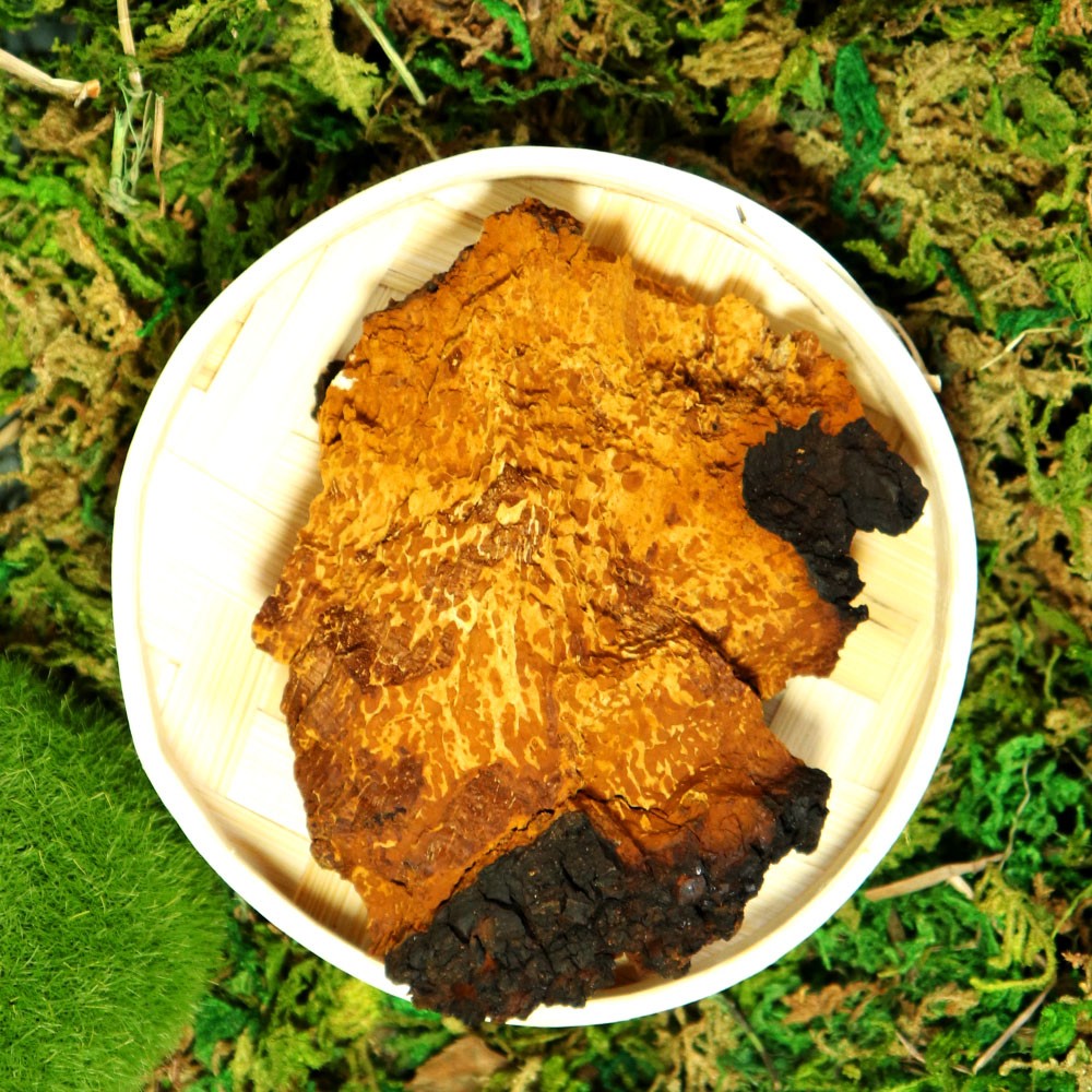 桦树茸500g桦褐孔菌包邮