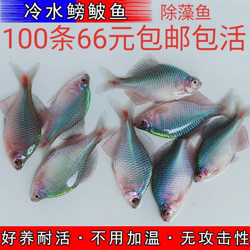 鳑鲏鱼小型淡水观赏鱼小鱼苗淡水鱼苗群游原生鱼除藻鱼金鱼小锦鲤