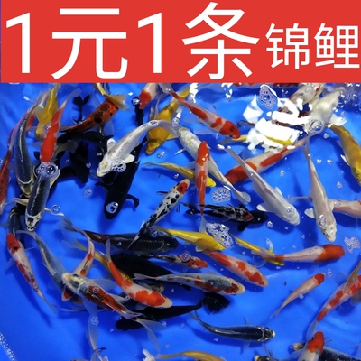 小型鱼苗锦鲤鱼好养风水淡水鱼