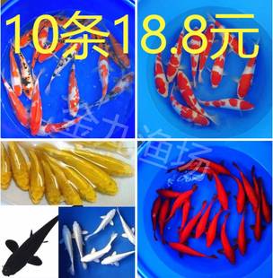 小锦鲤淡水冷水观赏鱼苗金鱼活体热带鱼乌龟活食龙鱼饲料鱼小红鱼