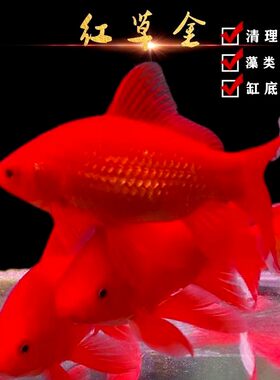 大红草金鱼苗冷水观赏鱼活鱼淡水锦鲤鱼饲料鱼冷水鹦鹉鱼耐活好养