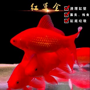 大红草金鱼苗冷水观赏鱼活鱼淡水锦鲤鱼饲料鱼冷水鹦鹉鱼耐活好养