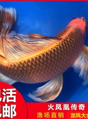 金凤凰火凤凰蝴蝶鲤长尾金松龙凤锦鲤鱼活鱼缸观赏鱼淡冷水鱼金鱼
