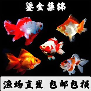 鎏金金鱼活鱼锦鲤鱼活体冷水观赏鱼苗淡水鱼耐活好养龙睛国狮丹顶
