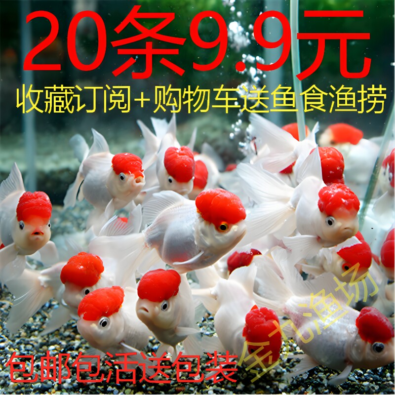 小金鱼活鱼锦鲤鱼活体冷水观赏鱼苗淡水鱼缸耐活好养龙睛国狮丹顶